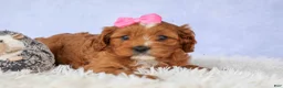 Cavapoo dogs for sale: Mia Rose🎀 - Ad 7