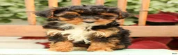 Morkie dogs for sale: Darcy - Ad 3