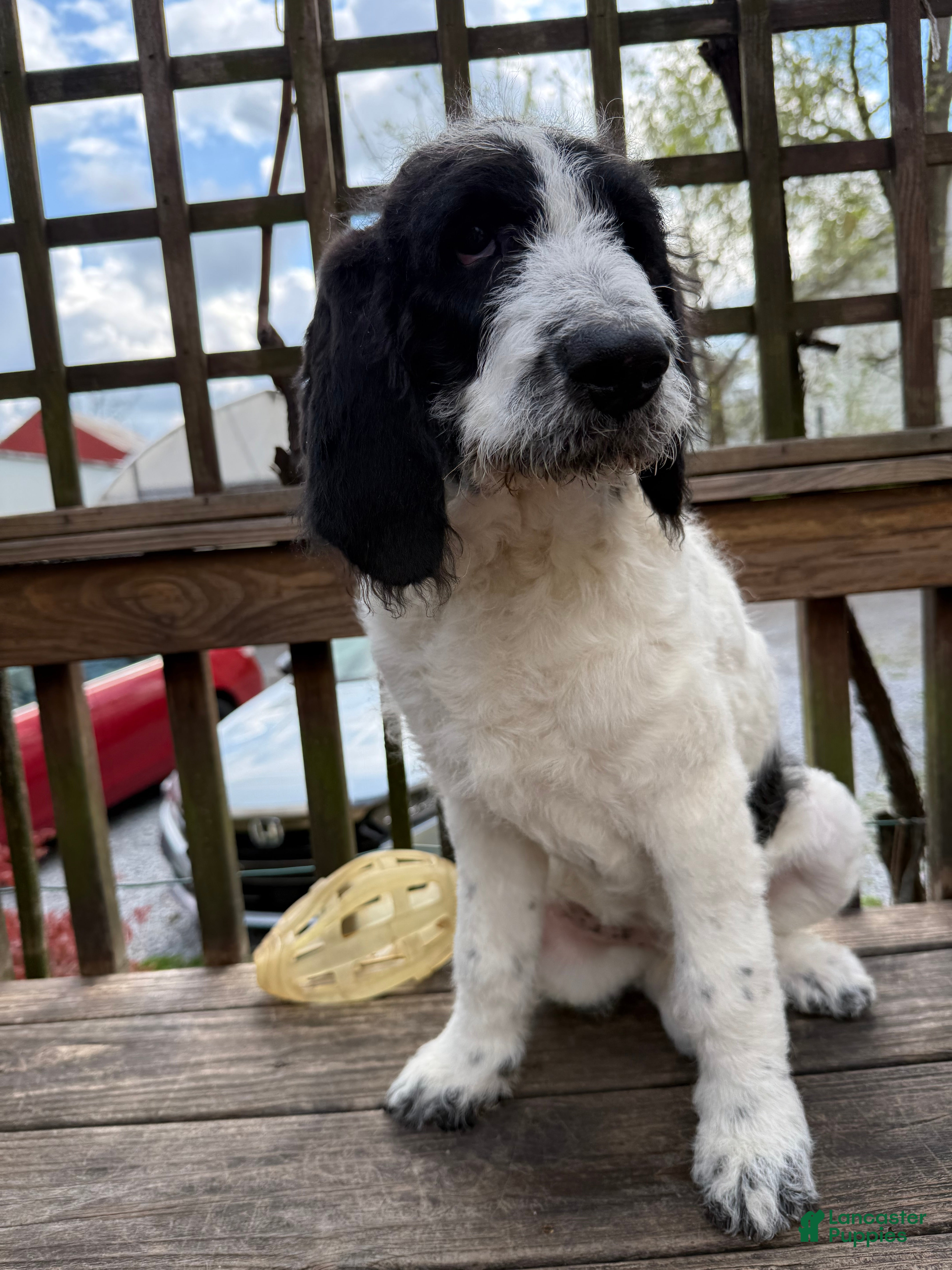 Mixed Breed dogs Ace - Ad 1