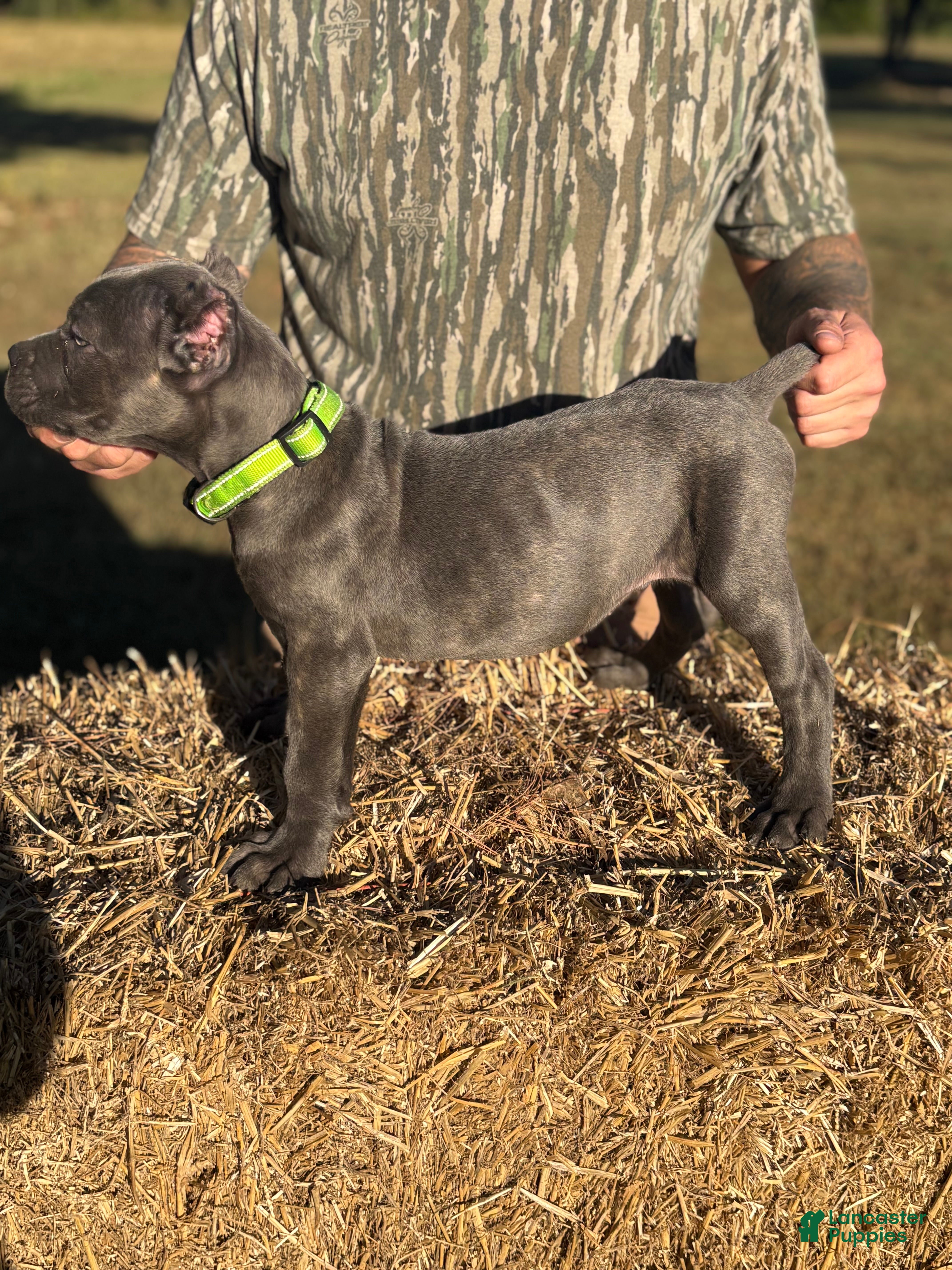 Cane Corso dogs for sale: Dark green - Ad 1