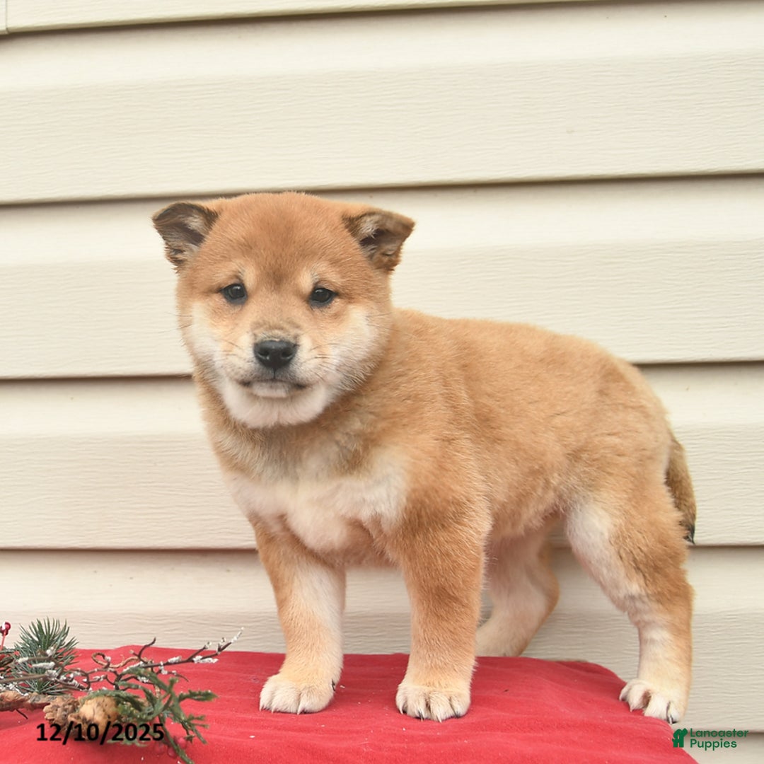 Shiba Inu dogs for sale: Rainbow  - Ad 4