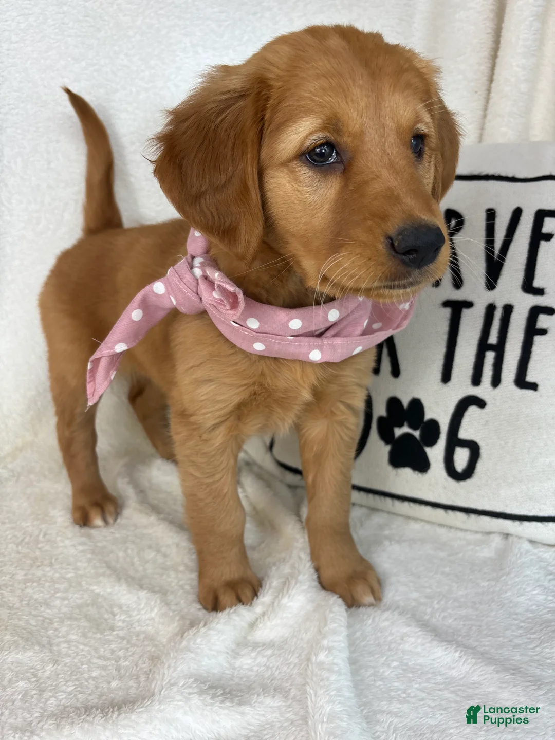 Golden Retriever dogs for sale: Gigi - Ad 5