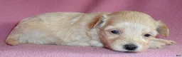 Shihpoo dogs for sale: Gidget - Ad 3