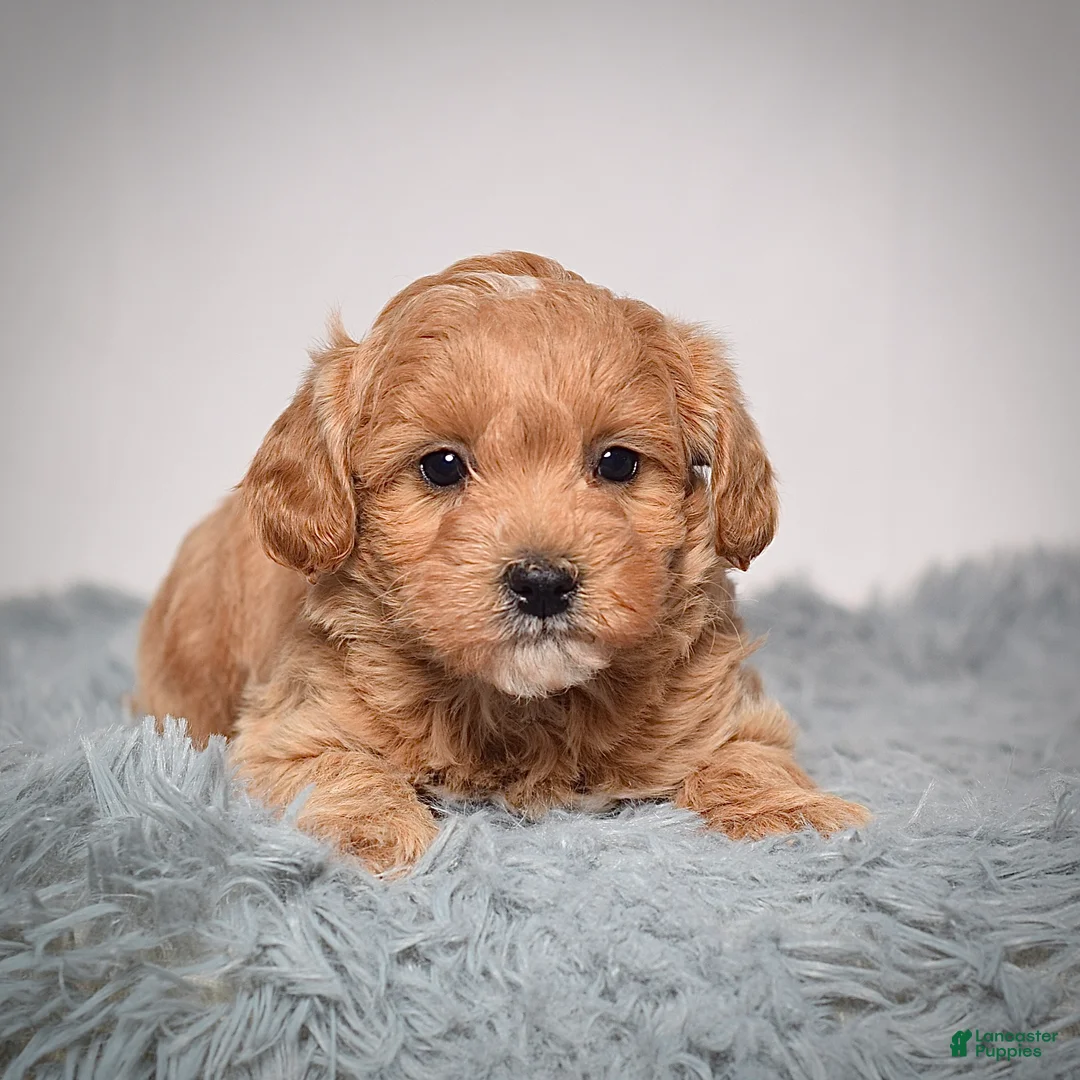 Mini Goldendoodle dogs for sale: Ms. Annie - Ad 4
