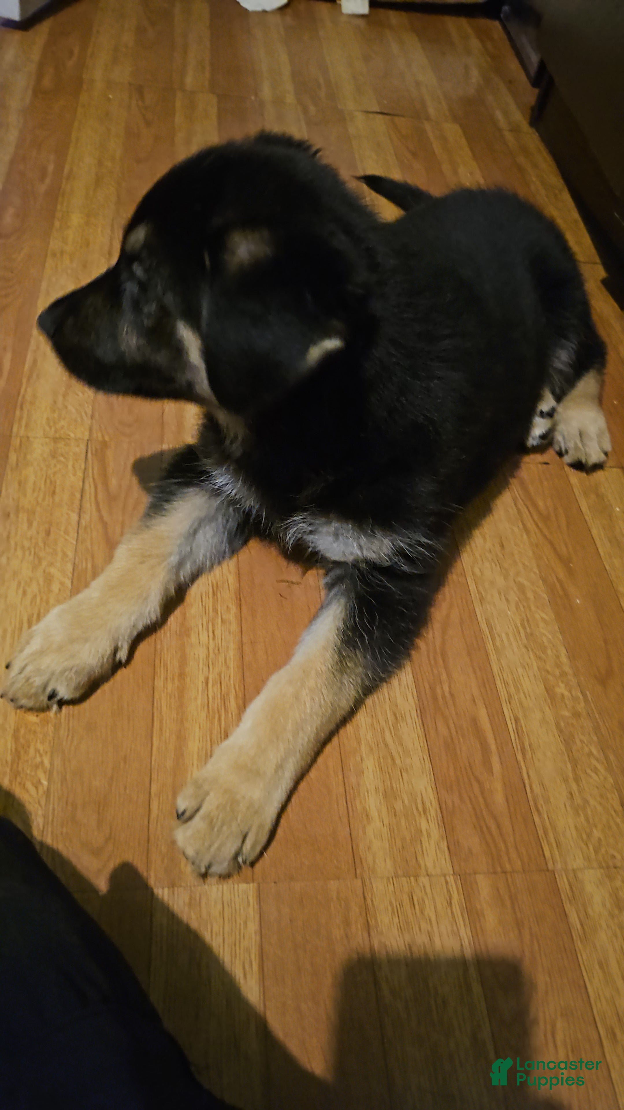 Gerberian Shepsky dogs Valkyrie - Ad 2