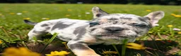 French Bulldog dogs for sale: French Bulldog 2- Diesel  - Ad 5