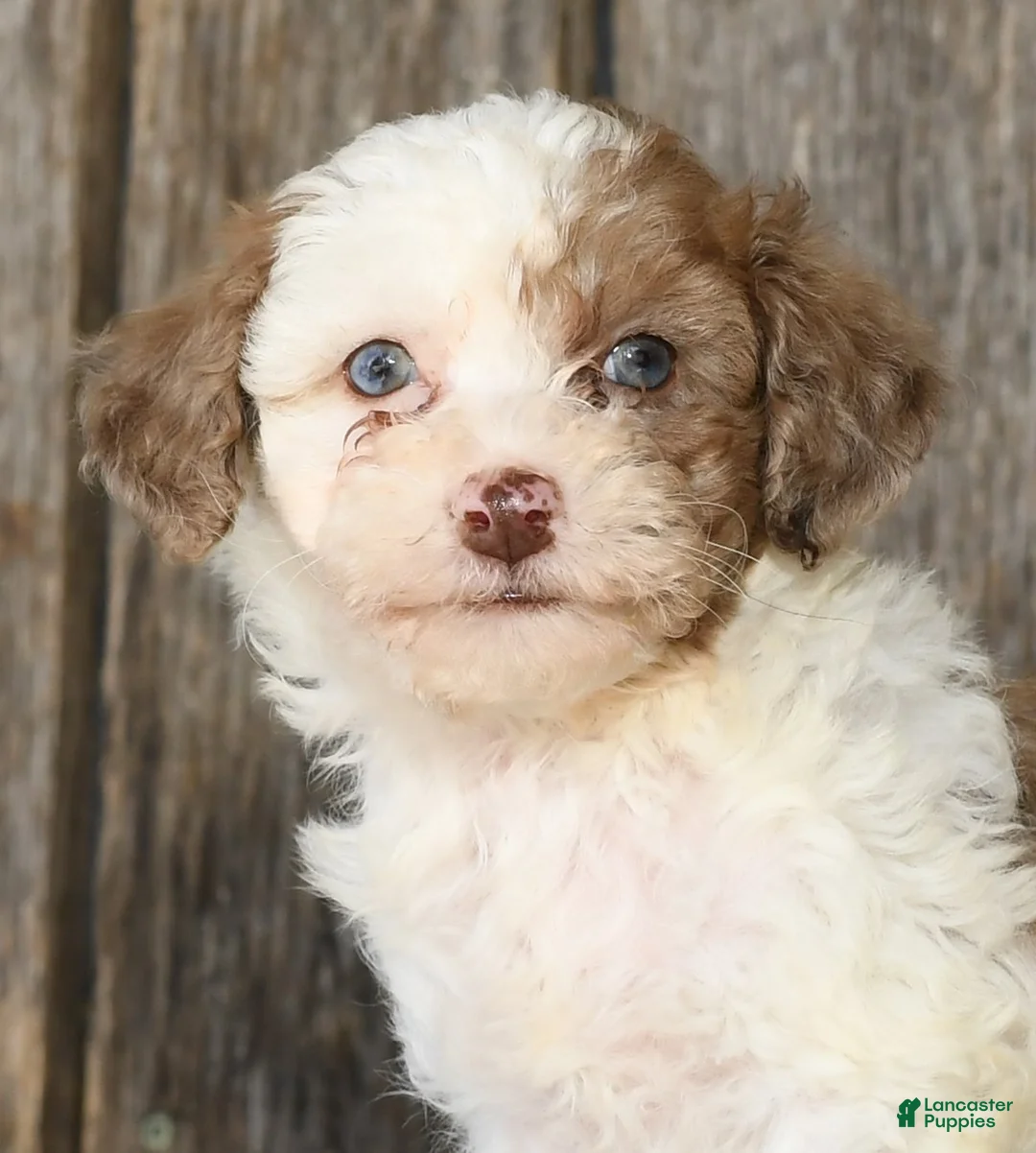 Havapoo dogs for sale: Chester - Ad 9