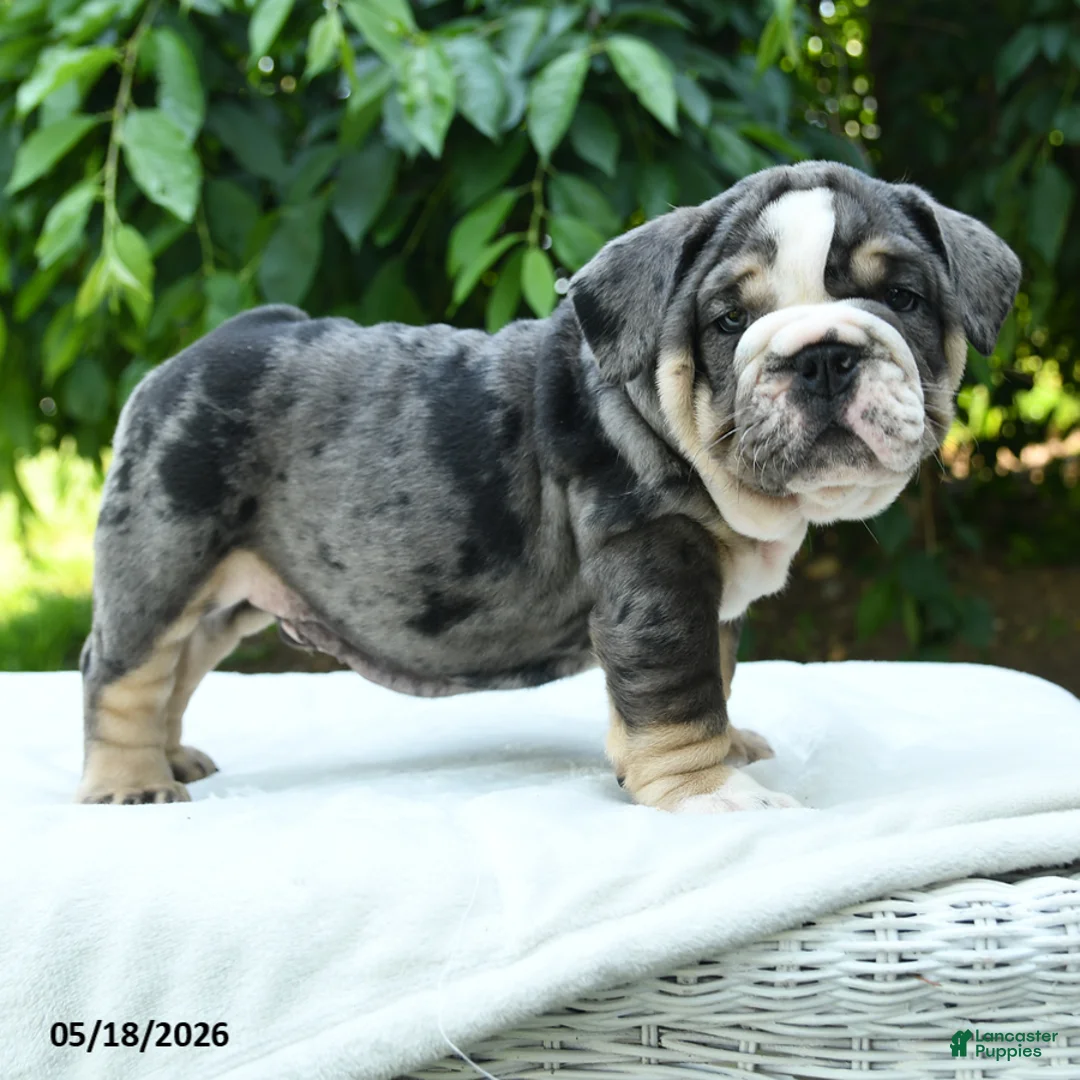English Bulldog dogs for sale: Squatch - Ad 2