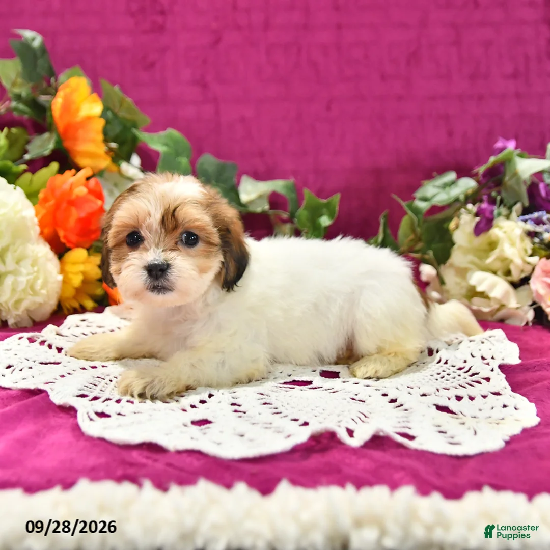 Shihpoo dogs for sale: Jessy - Ad 2