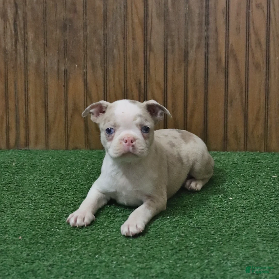 Boston Terrier dogs for sale: Beauty - Ad 1