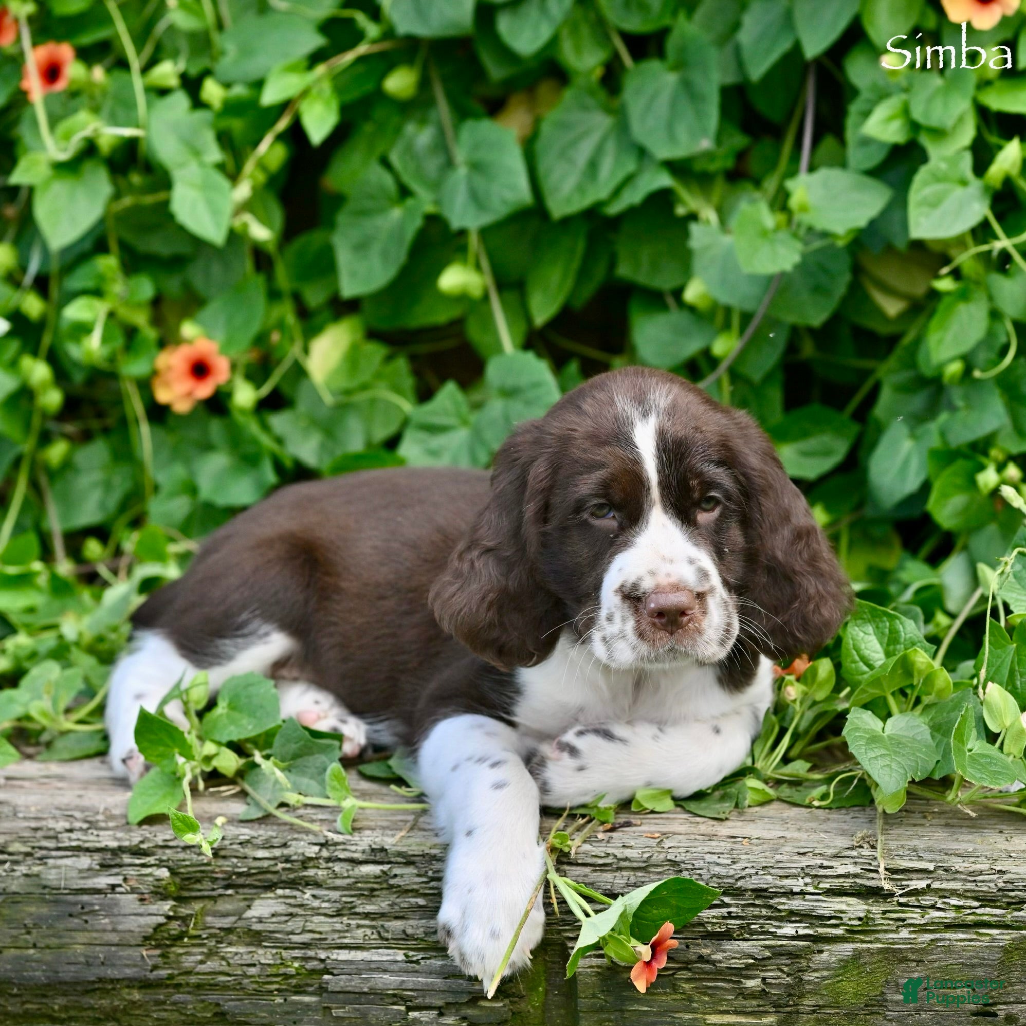English Springer Spaniel dogs Simba - Ad 1