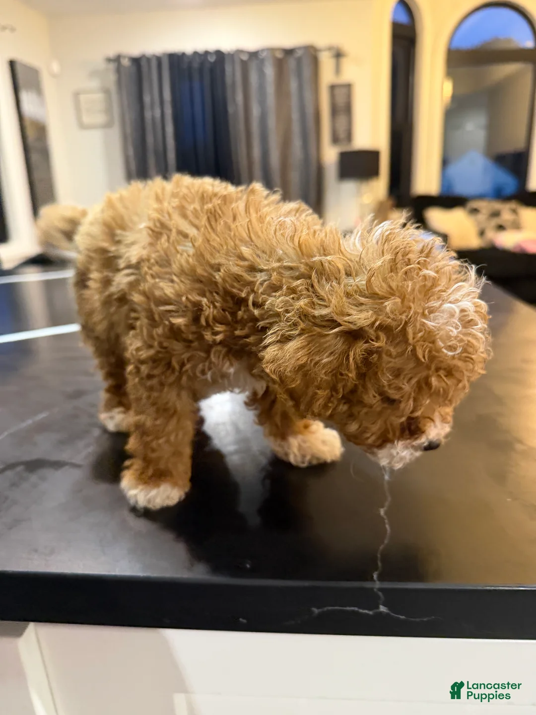 Toy Poodle dogs for sale: Teacup Biscuit❤️🐾 - Ad 4
