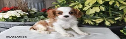 Cavalier King Charles Spaniel dogs for sale: Jan - Ad 5