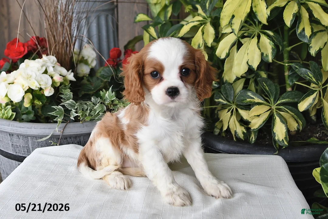 Cavalier King Charles Spaniel dogs for sale: Jan - Ad 5