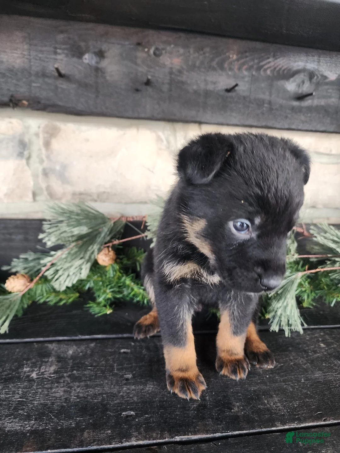 Mixed Breed dogs for sale: Ricky - Ad 4