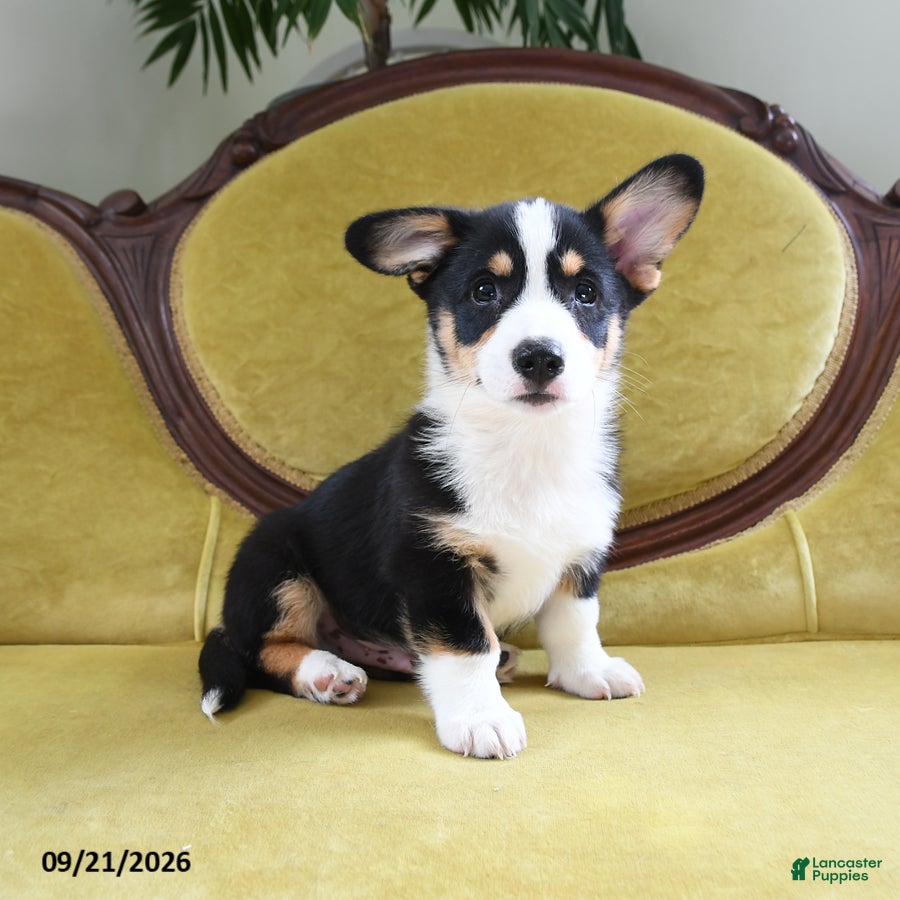 Welsh Corgi Pembroke dogs Chico - Ad 1