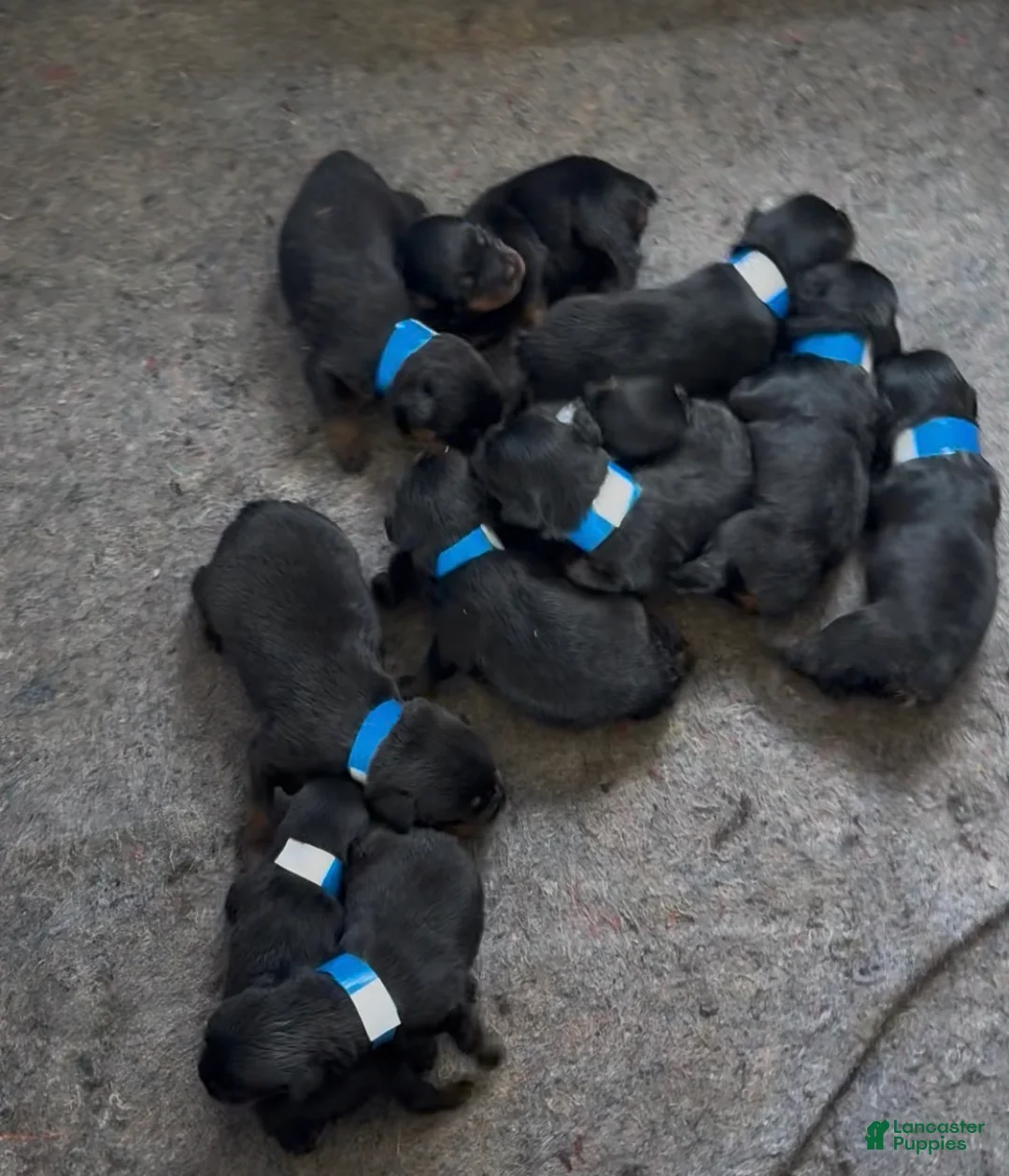 Rottweiler dogs for sale: Rottweiler Puppy 4 - Ad 1