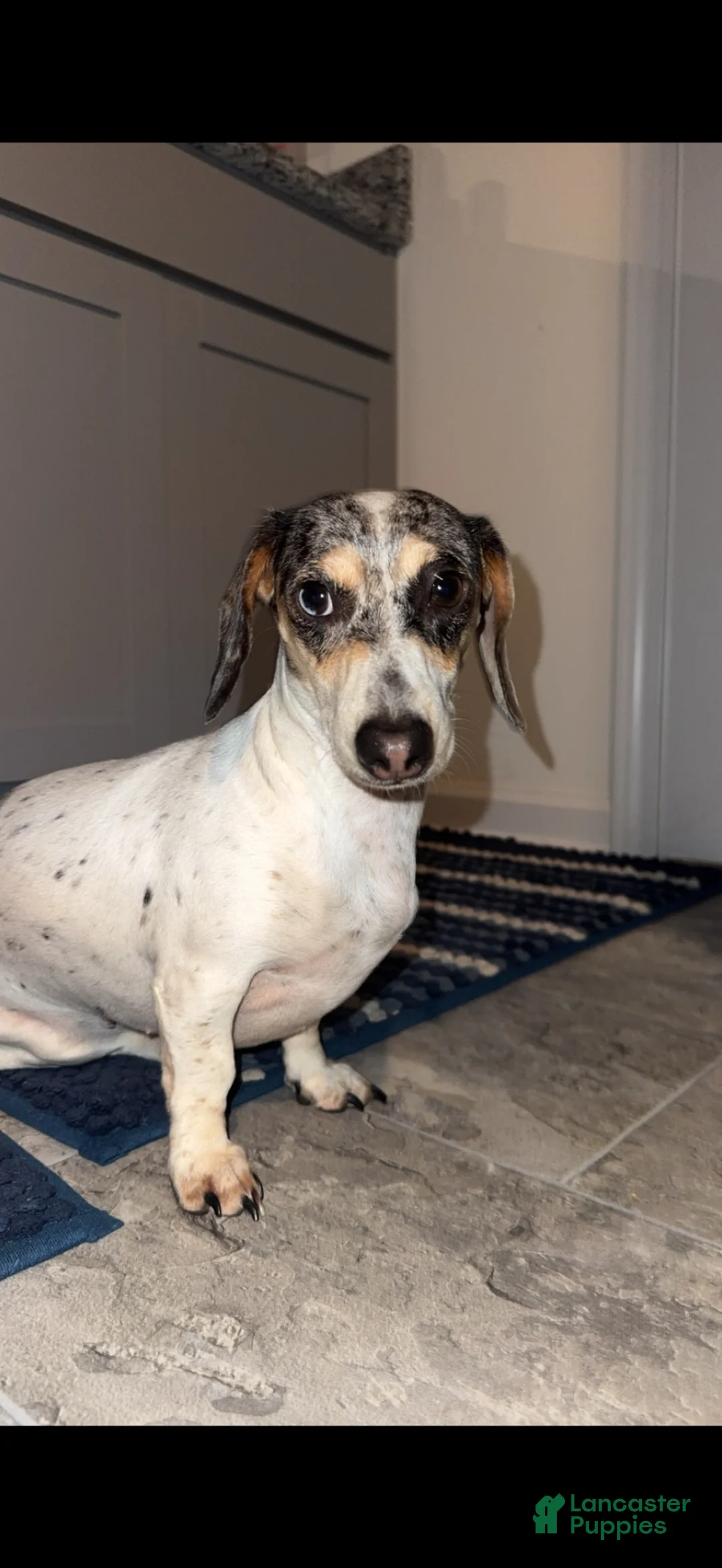 Miniature Dachshund dogs for sale: Beignet  - Ad 2