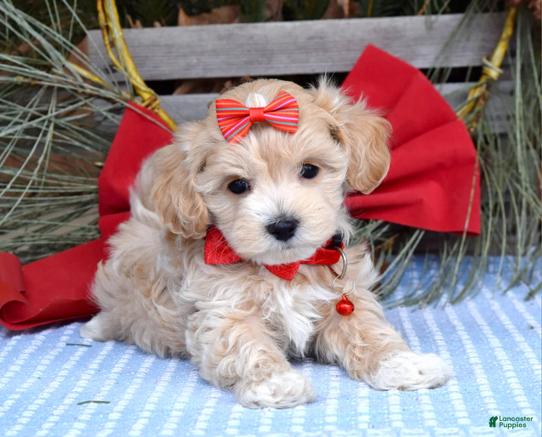 Maltipoo dogs for sale: Missy - Ad 1