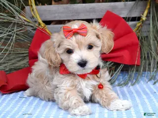 Maltipoo dogs Missy - Ad 1