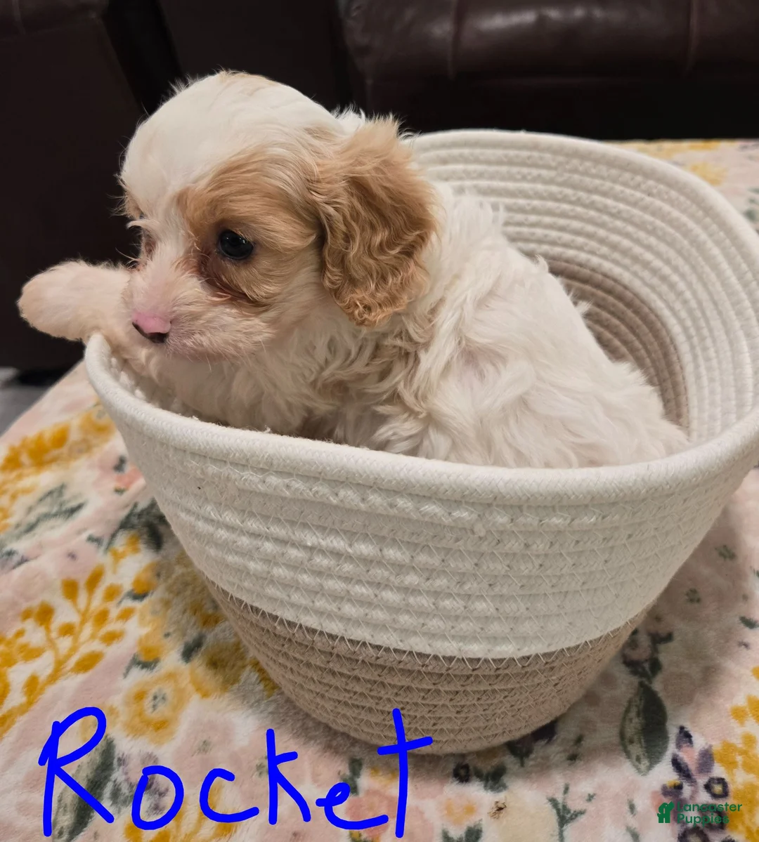 Cavapoo dogs for sale: Rocket - Ad 1