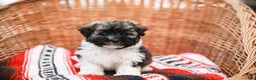 Havanese dogs for sale: Maggie AKC - Ad 9