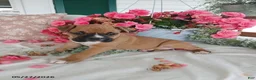 Boxer dogs for sale: Tanikka - Ad 5