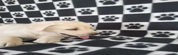 Labrador Retriever dogs for sale: Casper - Ad 9