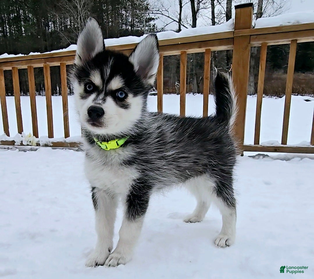Pomsky dogs for sale: Rocky - Ad 1