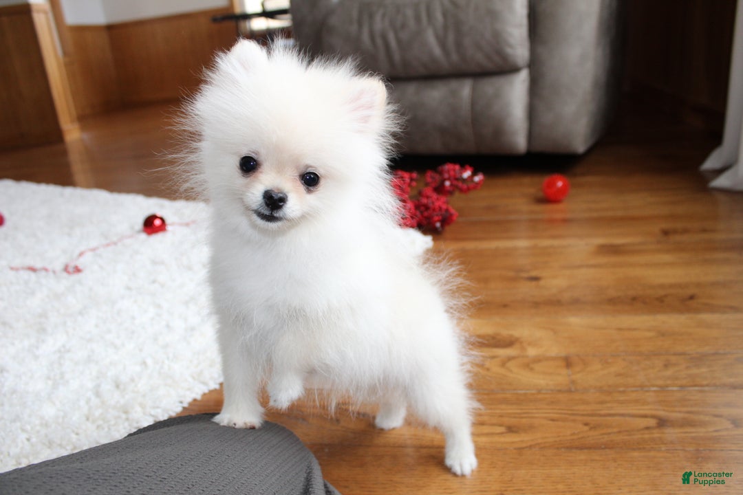 Pomeranian dogs for sale: Teacup Tony - Ad 21