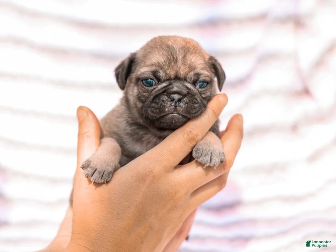 Pug dogs for sale: Ella - Ad 1
