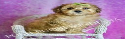 Toy Poodle dogs for sale: Blitzen - Ad 6