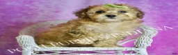 Toy Poodle dogs for sale: Blitzen - Ad 6