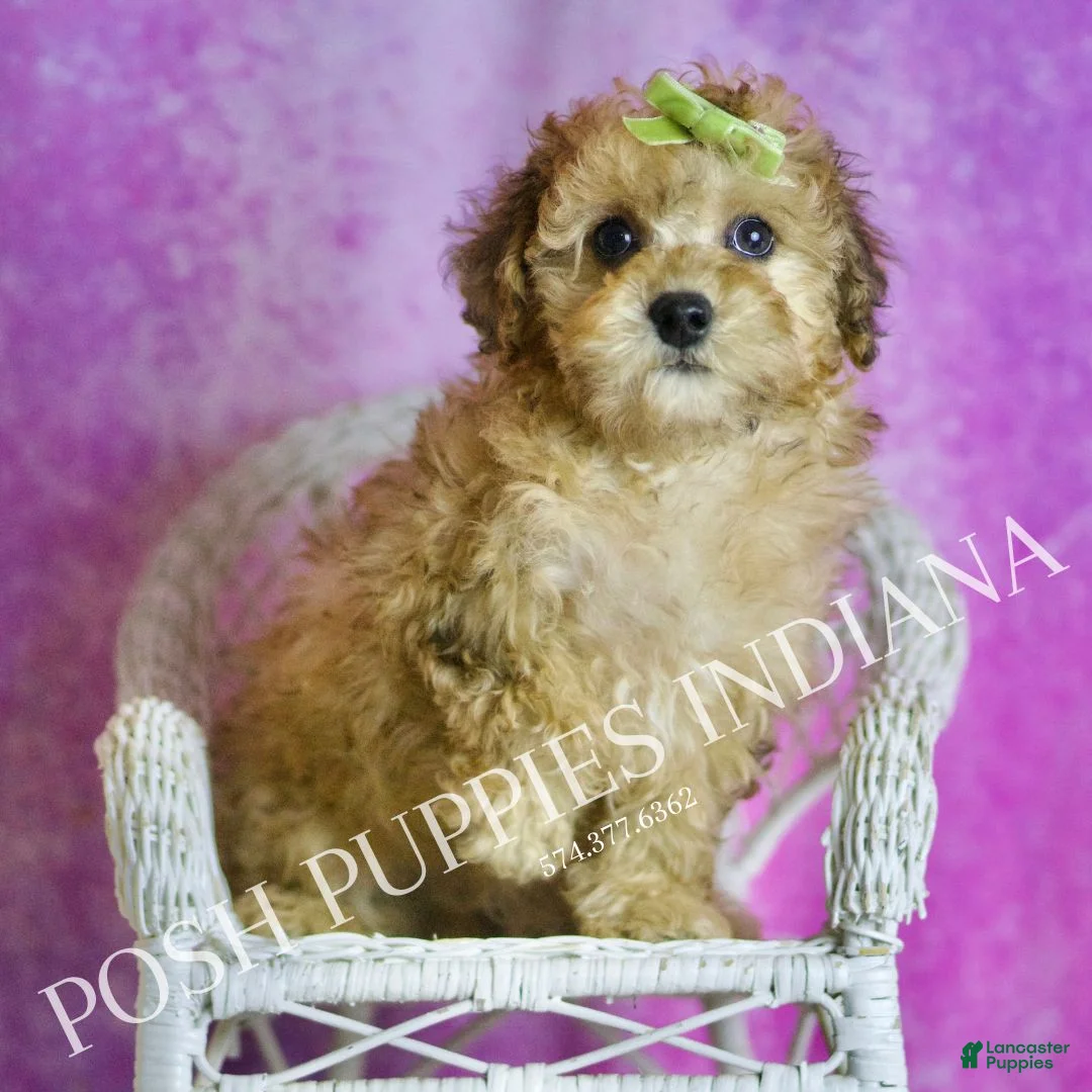 Toy Poodle dogs for sale: Blitzen - Ad 6