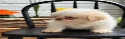 Shih Tzu dogs for sale: Jack - Ad 13