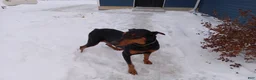 Doberman Pinscher dogs for sale: Cash - Ad 2