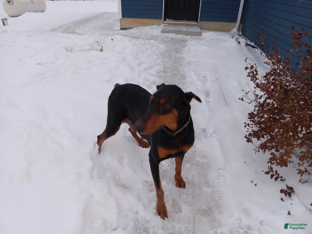 Doberman Pinscher dogs for sale: Cash - Ad 2