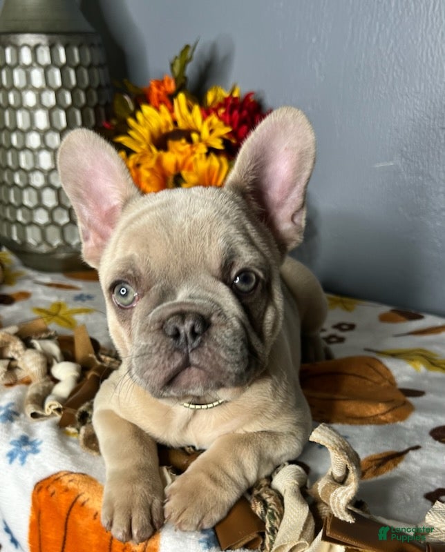 French Bulldog dogs for sale: Blue Fawn Merle Girl - Ad 2