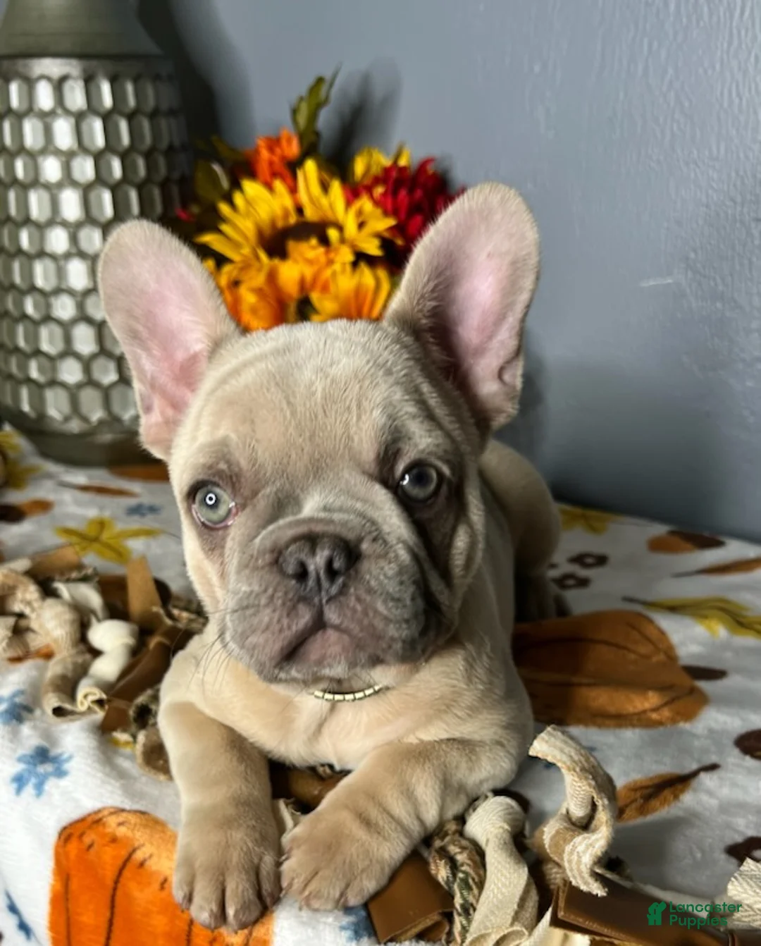 French Bulldog dogs for sale: Blue Fawn Merle Girl - Ad 2