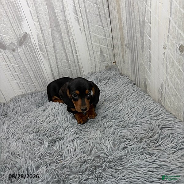 Miniature Dachshund dogs Cassie - Ad 1