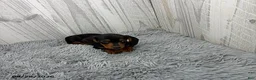 Miniature Dachshund dogs for sale: Cassie - Ad 1
