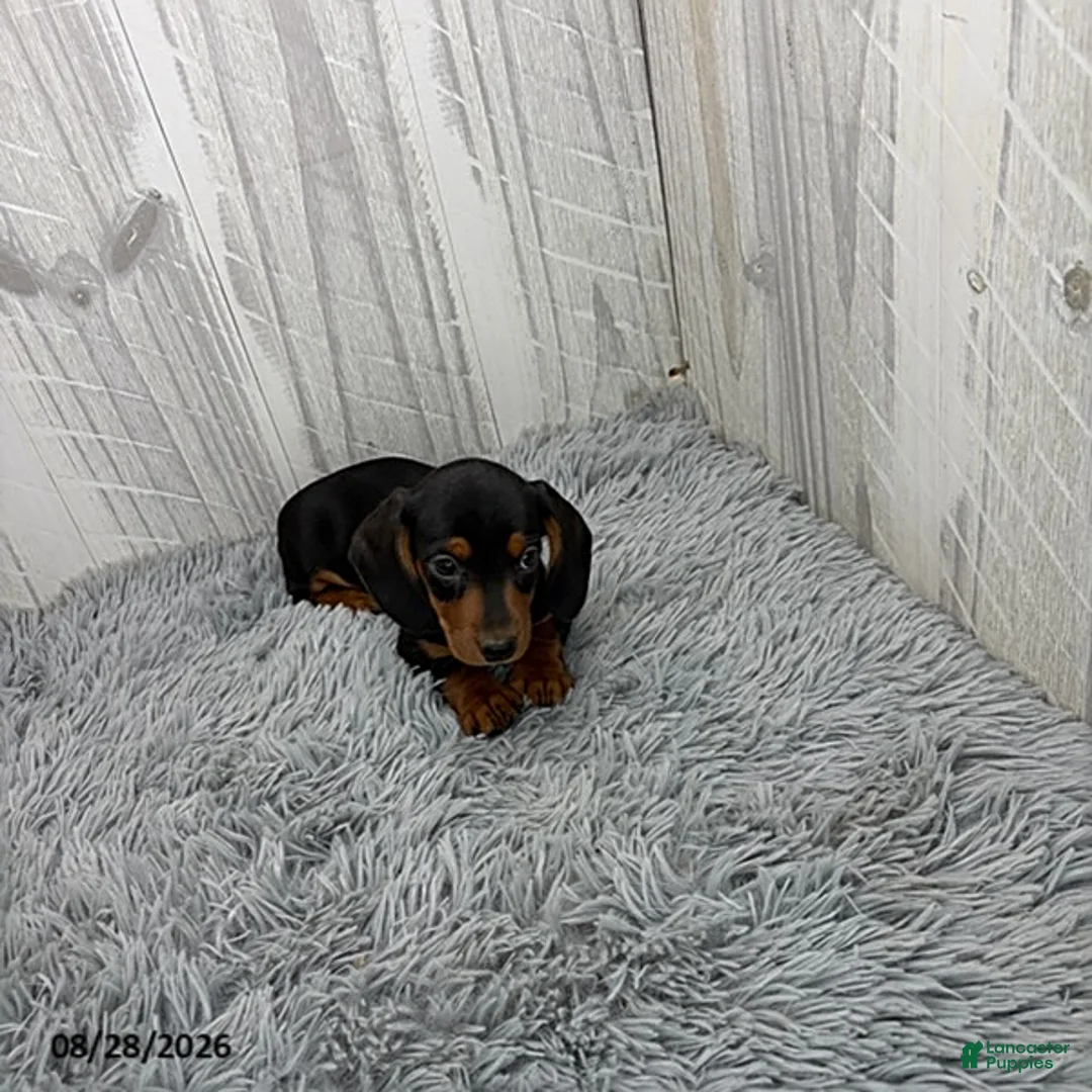 Miniature Dachshund dogs for sale: Cassie - Ad 1