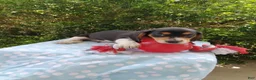 Miniature Dachshund dogs for sale: Jaxon - Ad 3