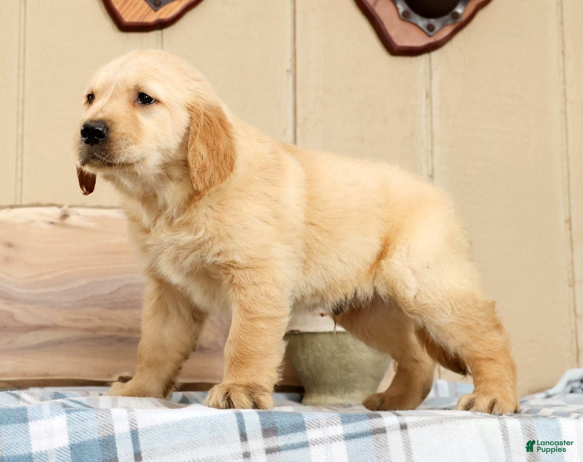 Golden Retriever dogs Buck - Ad 2
