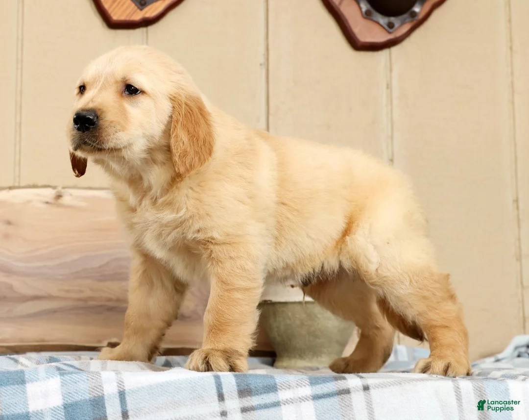 Golden Retriever dogs for sale: Buck - Ad 2
