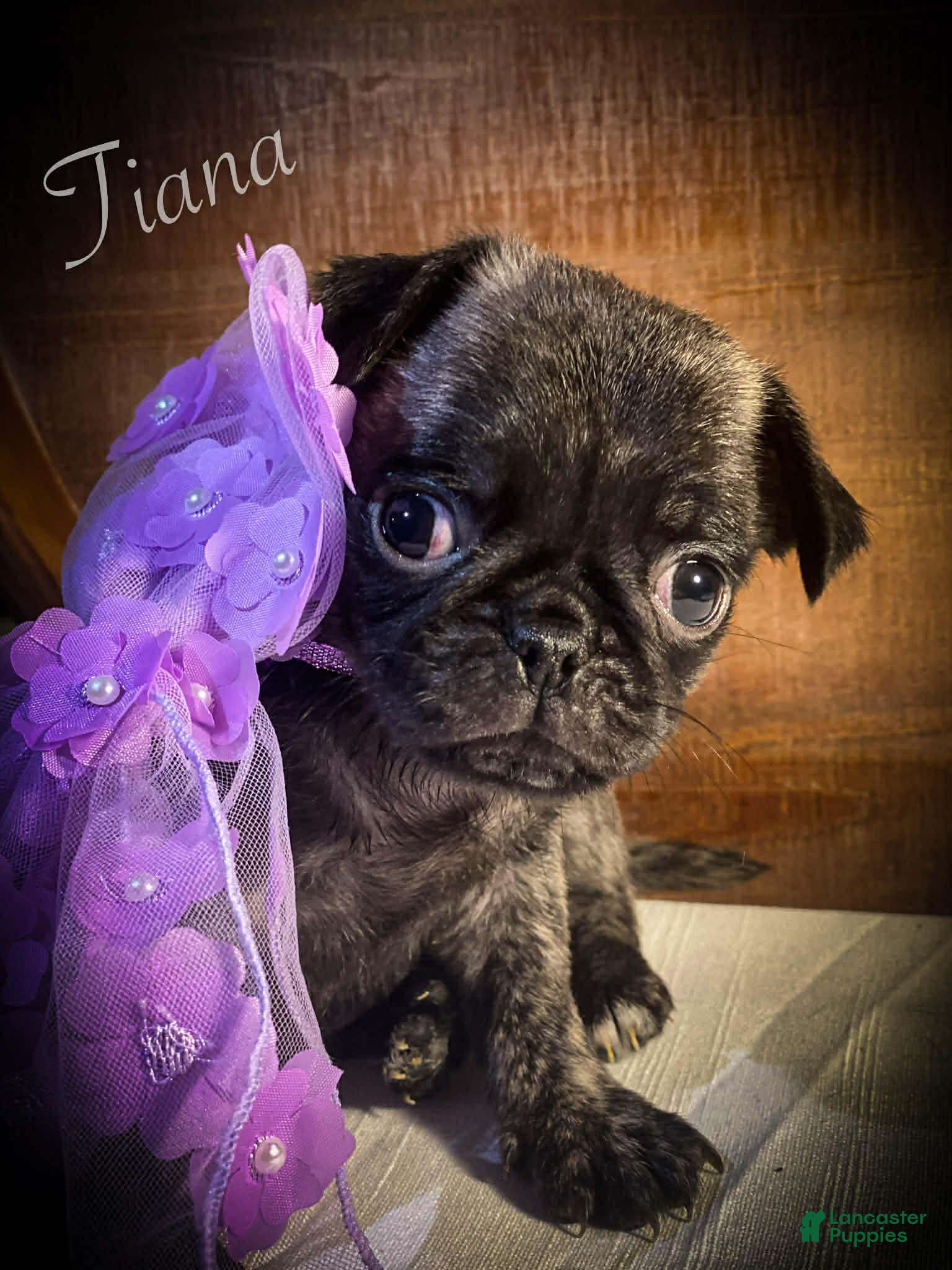 Pug dogs Tiana - Ad 2