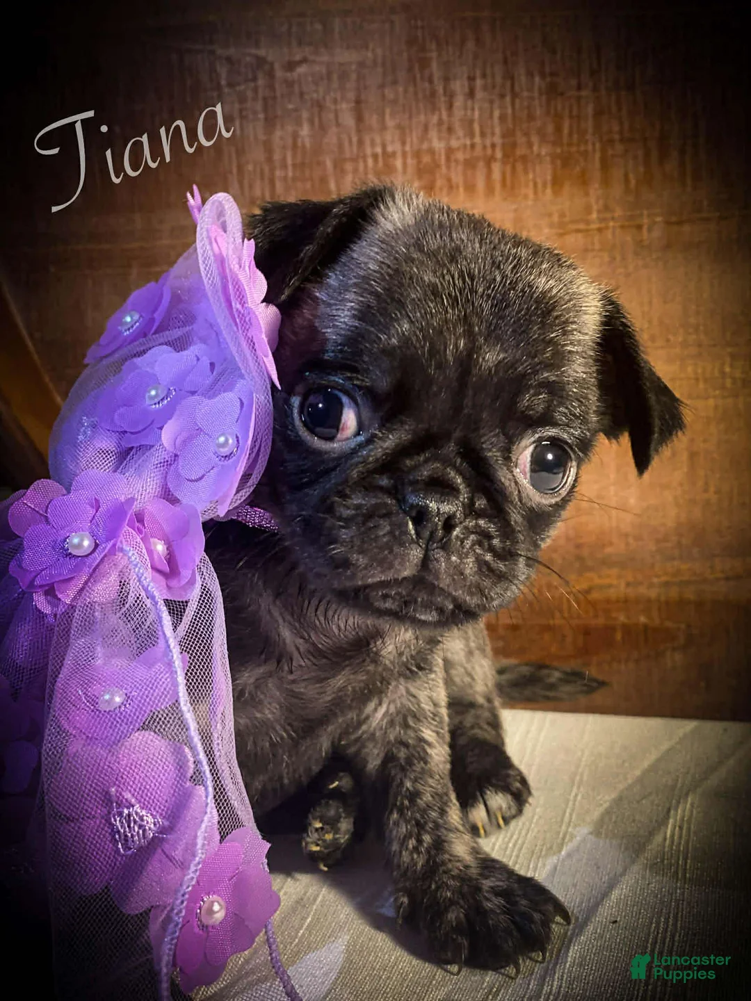 Pug dogs for sale: Tiana - Ad 2