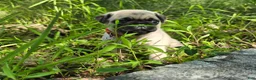 Pug dogs for sale: Moe - Ad 22
