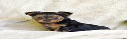 Yorkshire Terrier dogs for sale: Woody - Ad 3