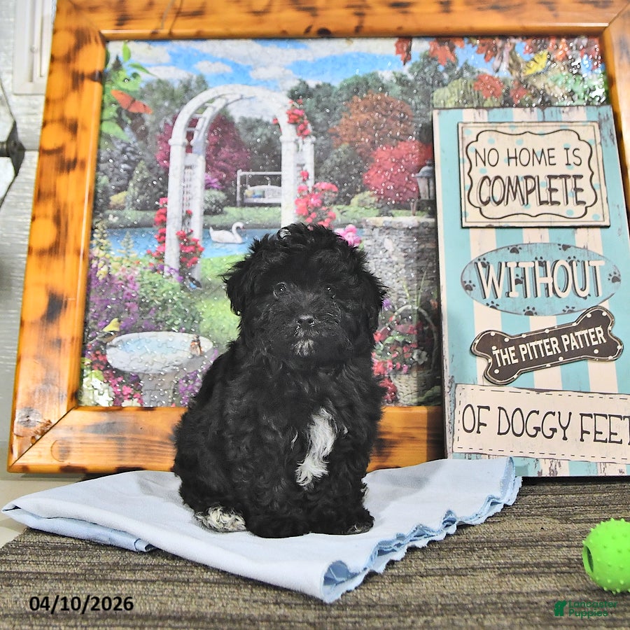 Maltipoo dogs Scout - Ad 1
